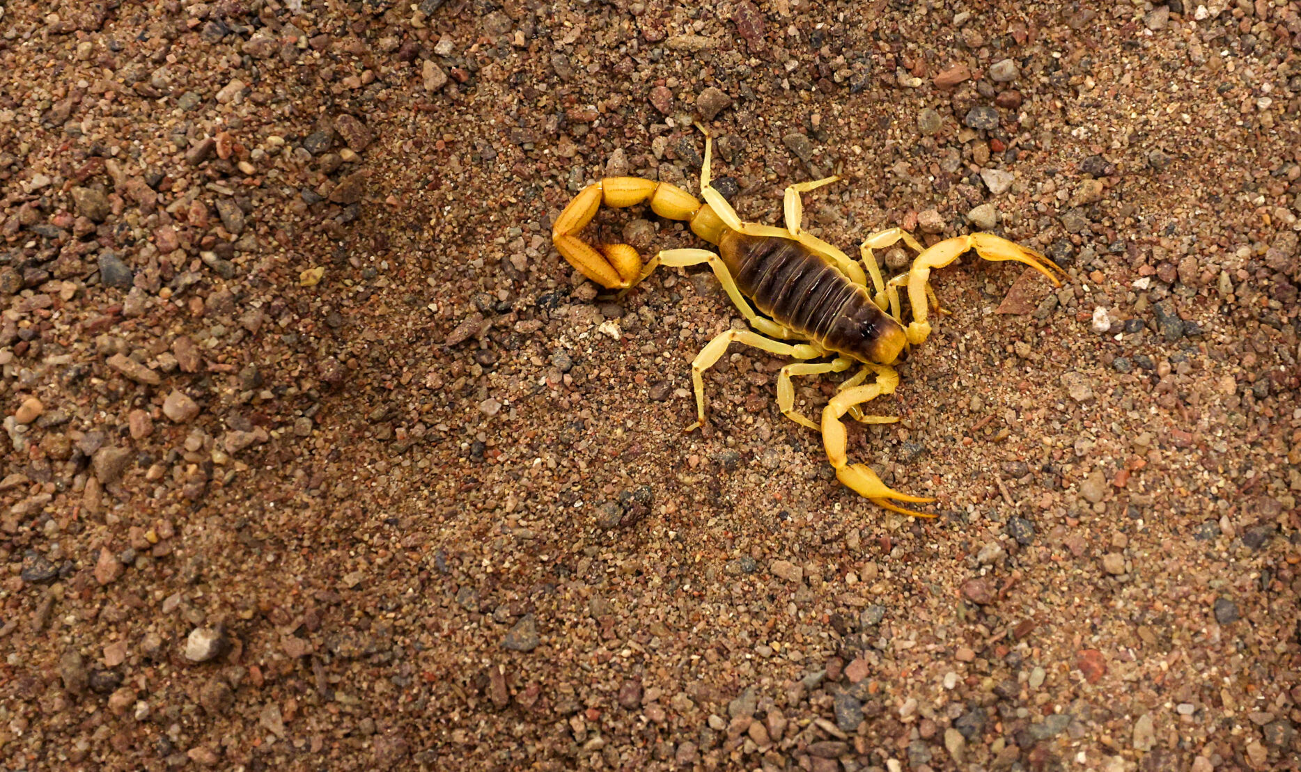 13th annual Arizona Insect Festival
